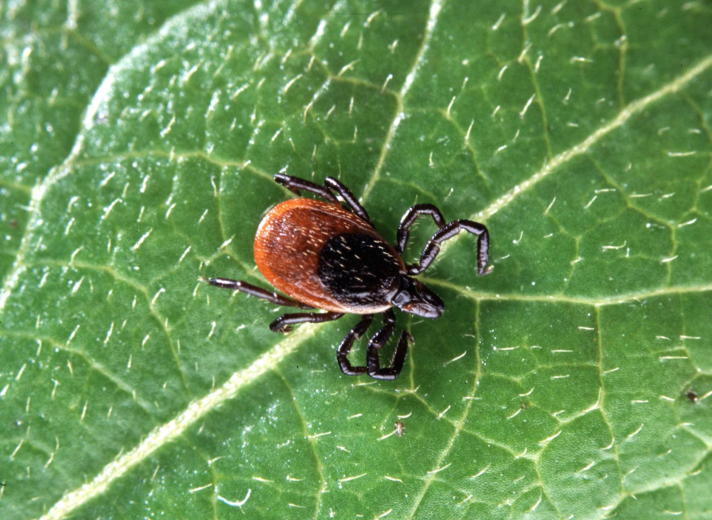 Series TickBorne Diseases In Wisconsin WisContext