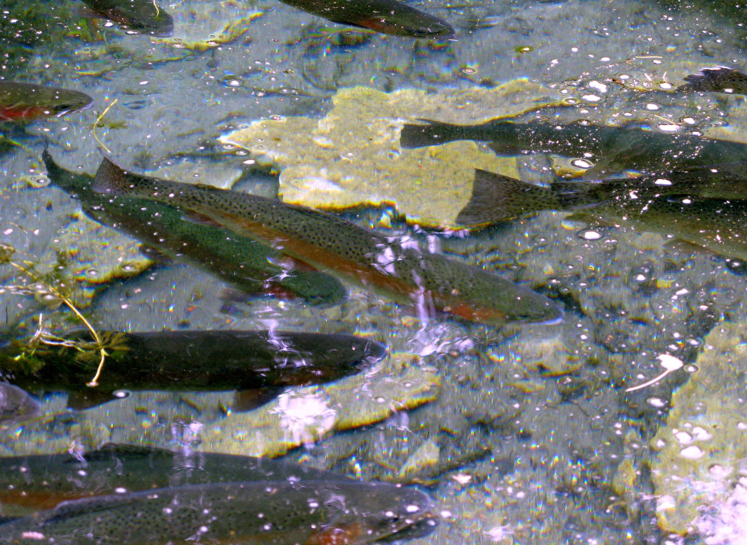 Do It Yourself Approaches Are Common In Wisconsin Aquaculture