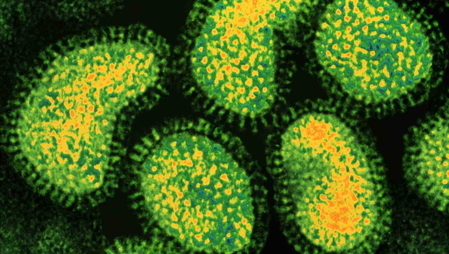 Influenza A virus