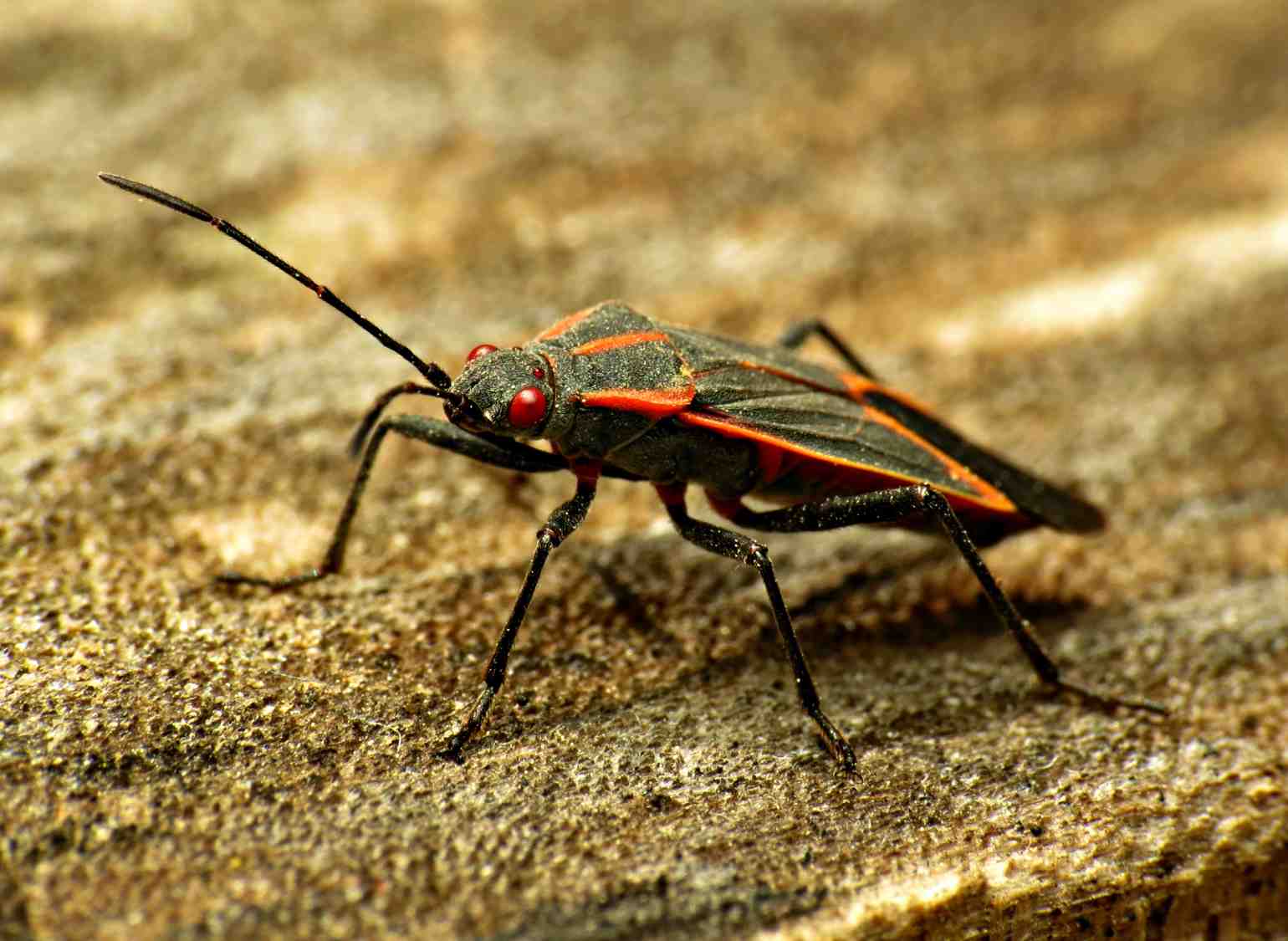 picture Big Black Beetle With Pincers Wisconsin the top 10 wisconsin insect trends of
