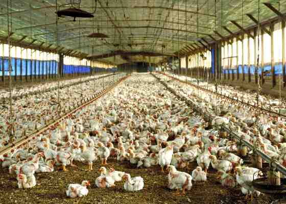 A poultry barn floor covered by young chickens