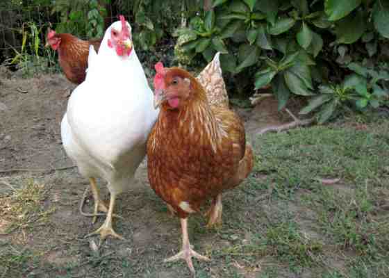 Backyard chickens