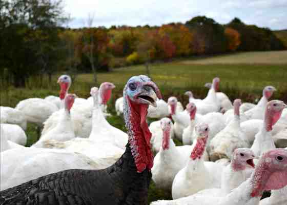 Turkeys