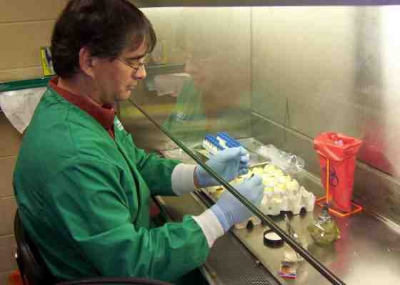avian flu testing