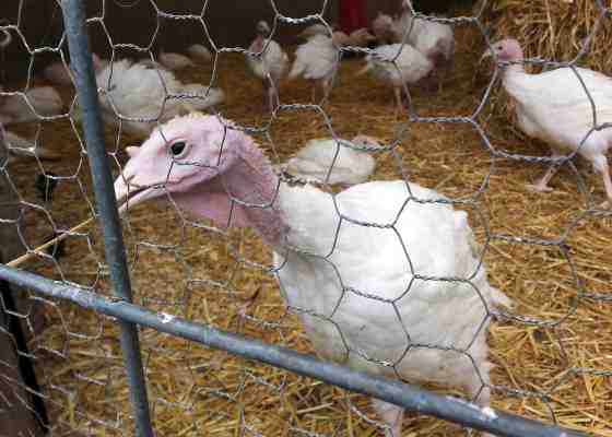 Behold, turkeys