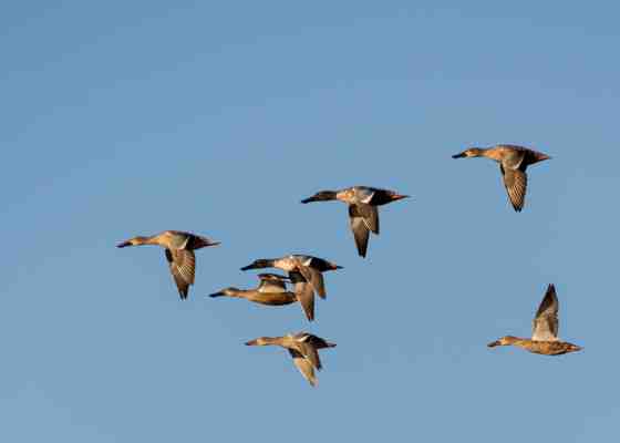 Flock of ducks