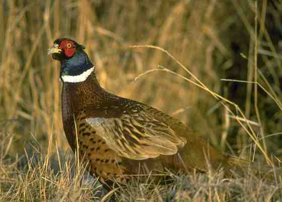 Ring-necked pheasant