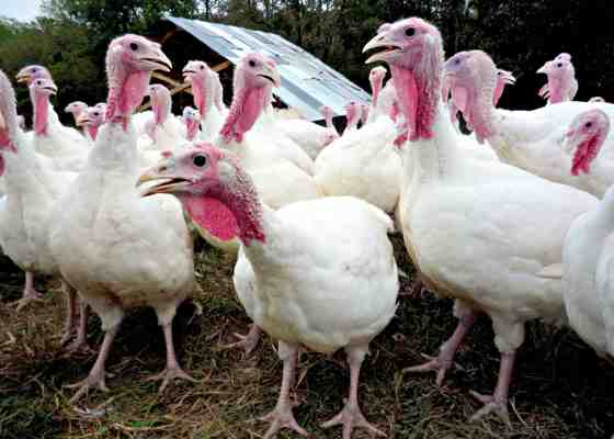 Turkeys