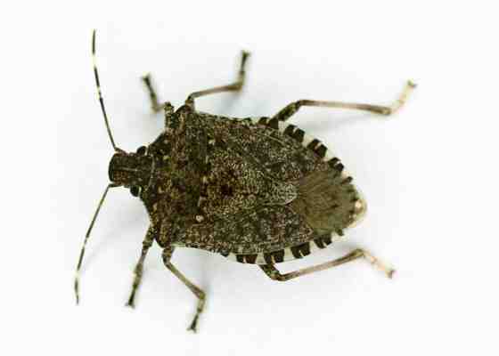 Brown marmorated stink bug