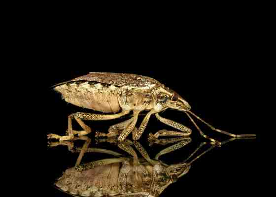 Brown marmorated stink bug