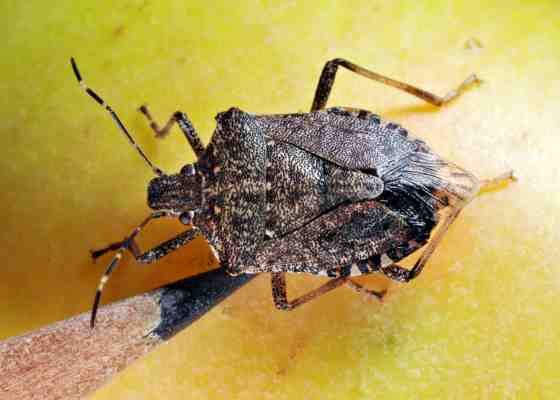 Brown marmorated stink bug on an apple