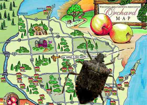 Brown marmorated stink bug spreads in Wisconsin
