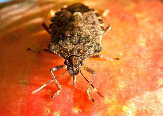 Brown marmorated stink bug on an apple