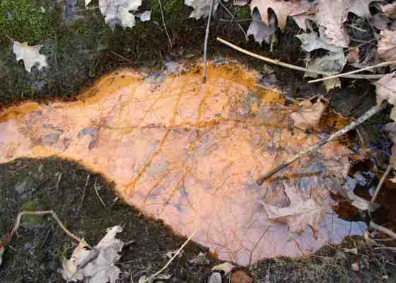 Iron bacteria