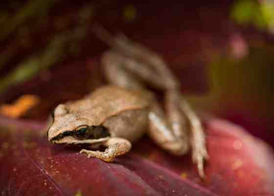 Wood frog